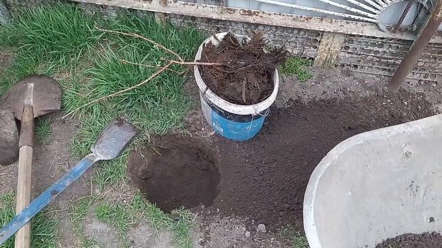 Жимолость посадка. Сорт Югана, гордость бакчара, доска великана смотреть онлайн