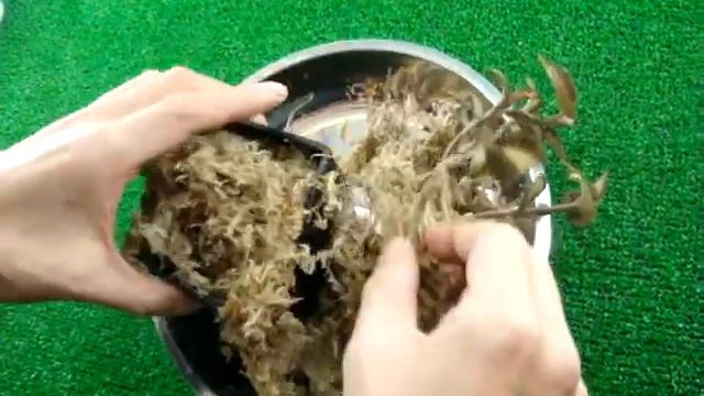 ジュエルオーキッド　宝石蘭　立ち上がった茎　Jewel orchid/драгоценные орхидеи смотреть онлайн