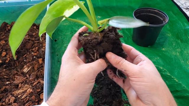 Philodendron Jose Buono - Let's repot смотреть онлайн