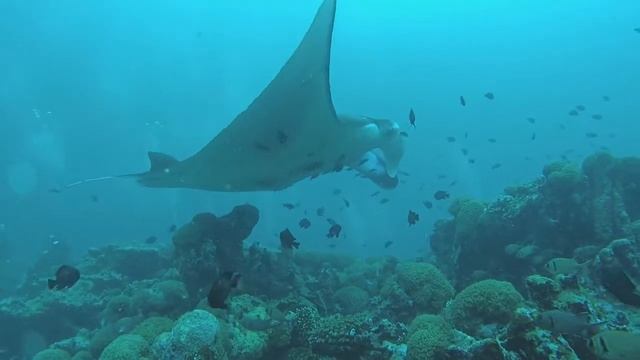 Мальдивы с Omadhoodive. Amazing diving with manta rays. Omadhoo island. melody Brian Colin Burrows смотреть онлайн