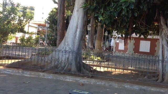 Драконье Дерево смотреть онлайн