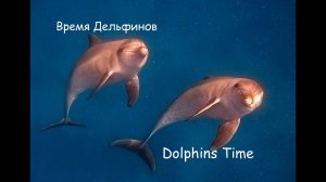 Время дельфинов