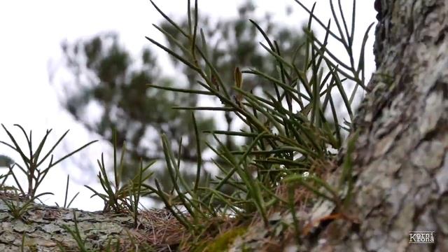 Саговые пальмовые леса острова Amami, Япония смотреть онлайн