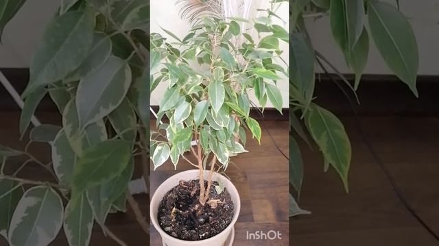 САМЫЕ часто задаваемые вопросы о фикусах с ИНТЕРНЕТА!!!! смотреть онлайн