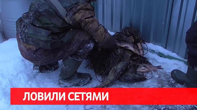 Сирена, новости криминала 28 02 2018 смотреть онлайн