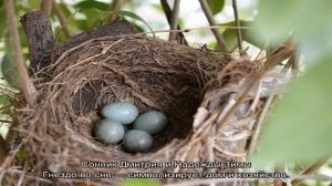 «Гнездо к чему снится во сне? Если видишь во сне Гнездо, что значит?»