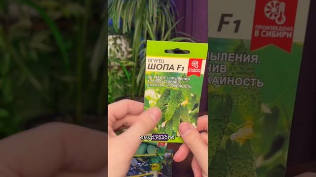 Самые урожайные сорта огурцов 2023!#семьсемян #сад #огород #shorts смотреть онлайн