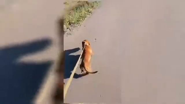 Відео-заняття на тему: "Собака - друг людини" ?? смотреть онлайн