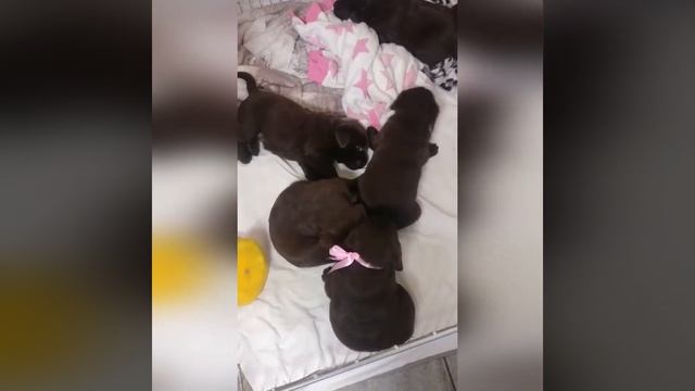 Выбор щенка лабрадора. [Знакомство] 1 месяц смотреть онлайн