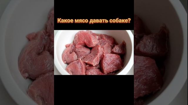??? Какое мясо можно давать собаке? Субпродукты смотреть онлайн