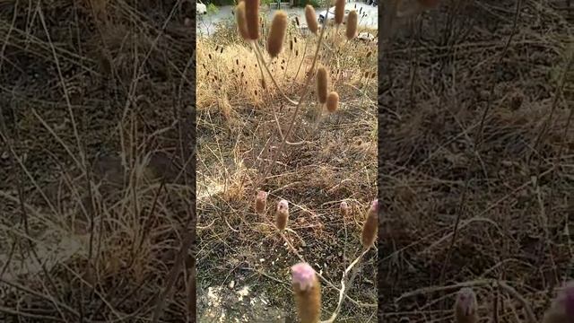 Kniphofia uvaria#Torch Lily#Tritomea#Shorts смотреть онлайн