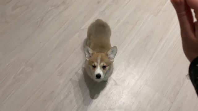 ДРЕССИРУЕМ ЩЕНКА НА ваших глазах / команда СИДЕТЬ смотреть онлайн