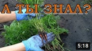 ЭКСПЕРИМЕНТ: пересаживаем прорывки МОРКОВИ при прореживании???