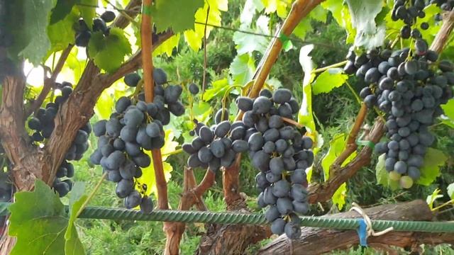 Привлекательный кишмиш из Греции — виноград Аттика смотреть онлайн