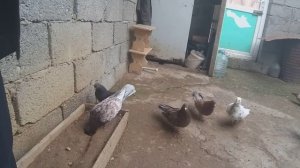 #Голуби #Дагестана.    Знаменитый голубятник  Машалла Мирзоев! Дербент!