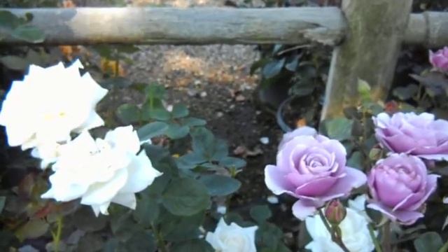 Silver Star Grandiflora Rose