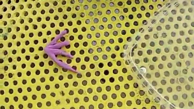 Осьминог чудовище морское))