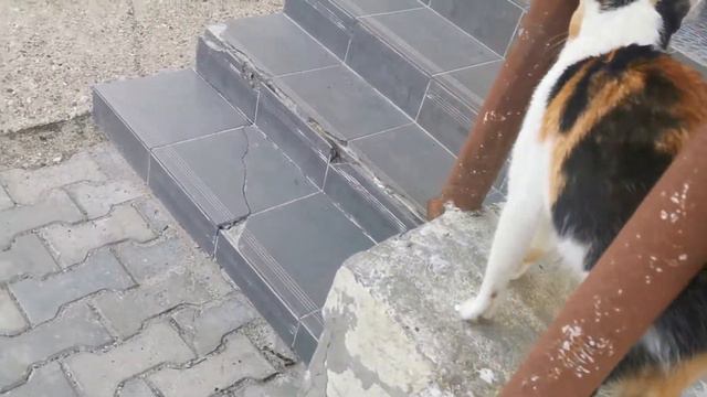 Кошка и собаки, Серпухов смотреть онлайн