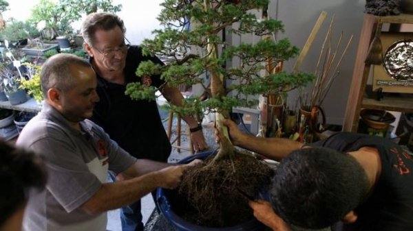 TRANSPLANTE BONSAI JUNIPERUS COMMUNIS | Como Fazer Bonsai