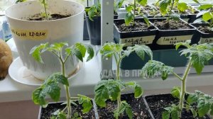 Делайте пасынкование помидоров правильно! Огород на балконе.