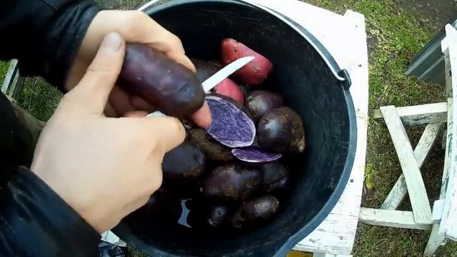 У меня есть фиолетовая картошка. У неё мякоть была и белая и фиолетовая! смотреть онлайн