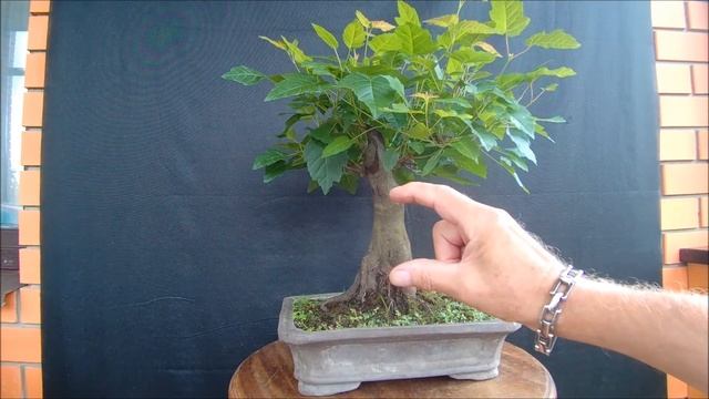 Бонсай клён татарский, черноклён 2 Bonsai acer tatáricum 2021 год лето смотреть онлайн