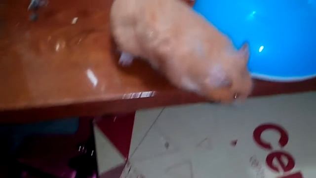 Злой детеныш сирийского хомяка смотреть онлайн