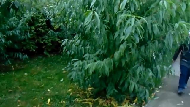 Прогулки Чернобаева с Железовым в дочернем саду-дублёре смотреть онлайн