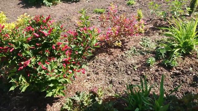 Вейгелы в цвету. Украшение любой клумбы. Вейгела. Уход и опыт выращивания. смотреть онлайн