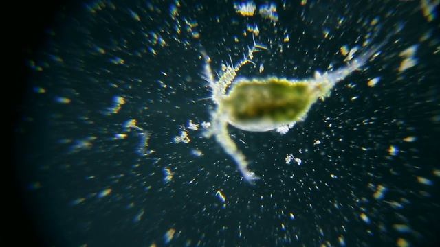 Cyclops and Daphnia under the MICROSCOPE // invisible world смотреть онлайн