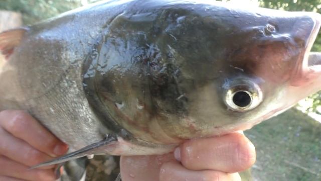 Улов есть, клева нет. My fishing. смотреть онлайн