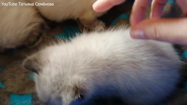 ?Котята. Как выглядят через месяц?? смотреть онлайн