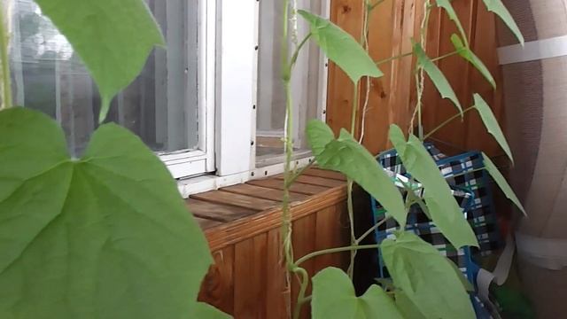 Огурец " Балконный хрустик ". смотреть онлайн
