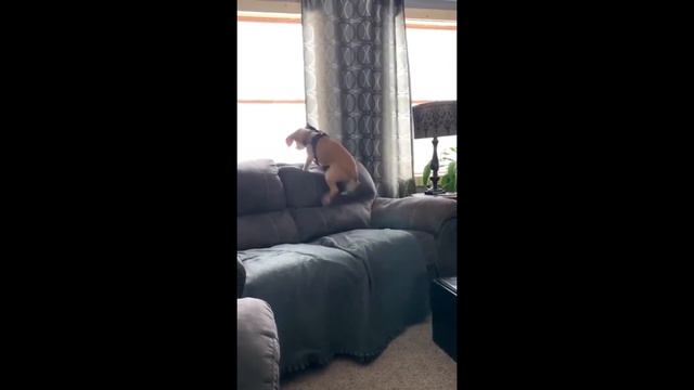 Позитивное и смешное видео Забавные животные #5 лучшие приколы 2020 #смехотерапия смотреть онлайн