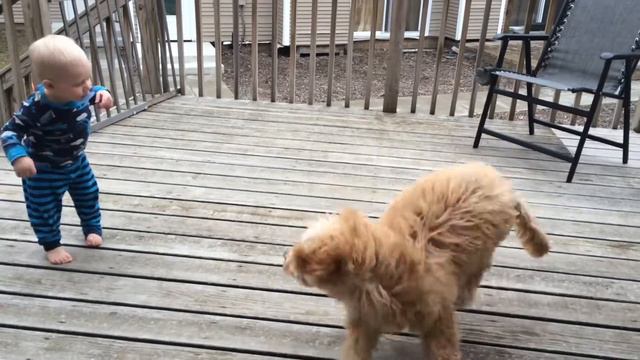 Gibson plays with Louie смотреть онлайн