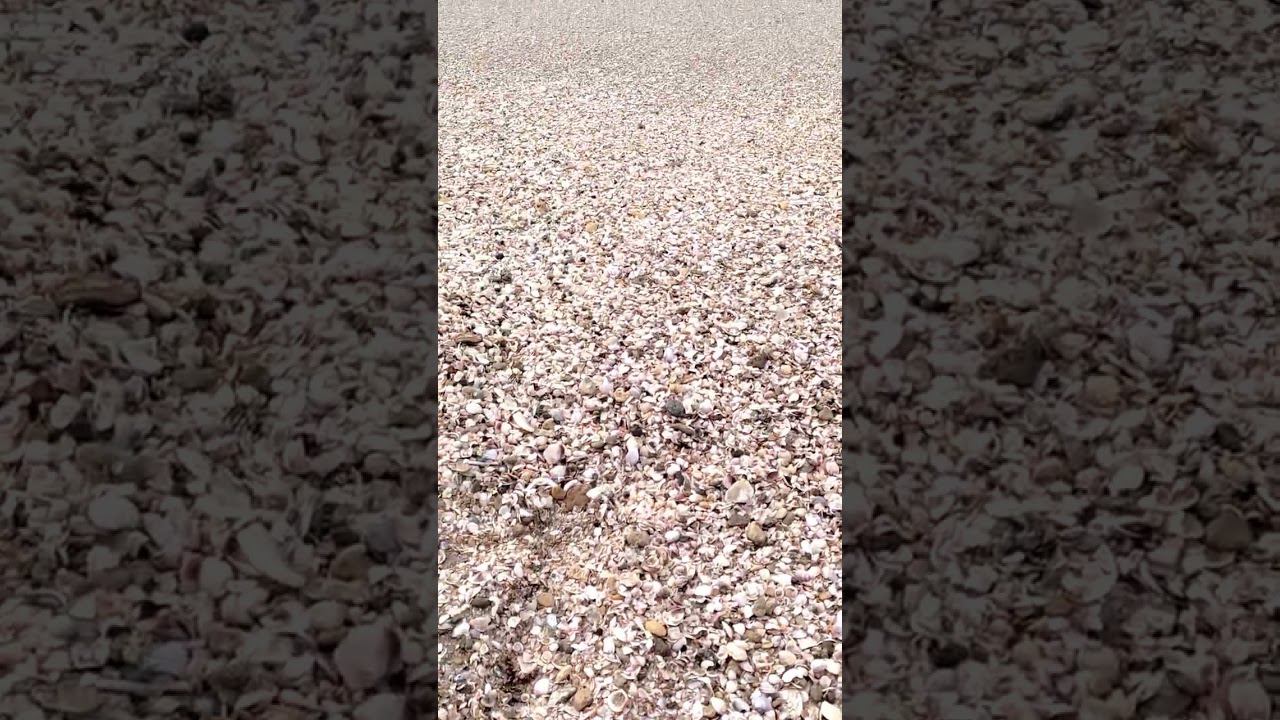 Фантастика, Крымские Мальдивы в январе! #shotrs #крым2024 #посёлокмирный #евпатория2024 смотреть онлайн