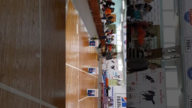 Ринг бельгийских гриффонов смотреть онлайн