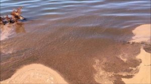 VLOG. Каким стало Малиновое озеро в Алтайском крае.