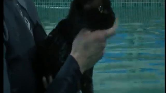 Cat Hydro Therapy смотреть онлайн