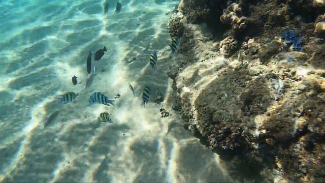 Подводный мир пляжа Ghazala Beach бухта naama bay Красное море Шарм Эль Шейх смотреть онлайн