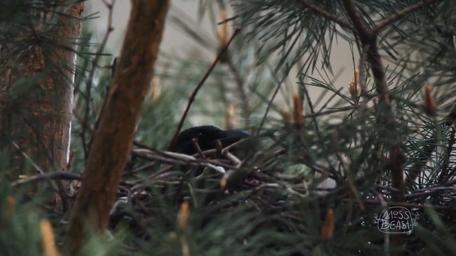 Ворона греет своих птенцов // Crow Birdwatching смотреть онлайн