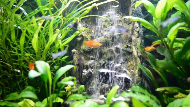 Водопад в аквариуме травник смотреть онлайн