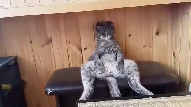 Кот, сидит как Человек смотреть онлайн