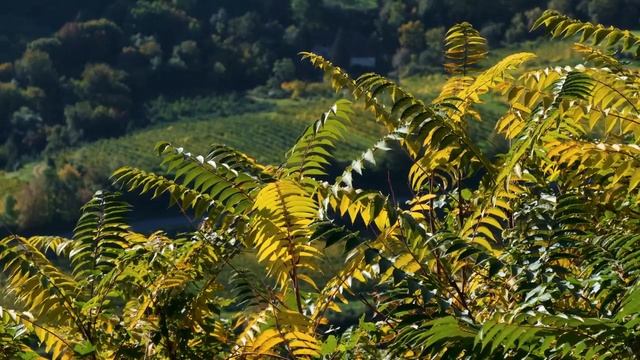 Мужской Саблиминал - Уверенность в Себе смотреть онлайн