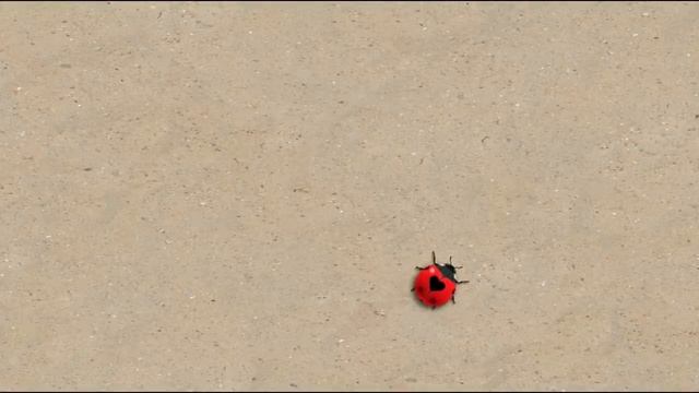 Juego para gatos - MIX / Game for cats - MIX смотреть онлайн