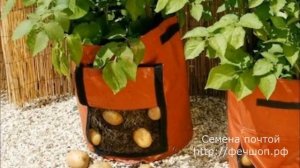 Посадка картофеля в мешки.  Новая технология или лишняя трата времени?