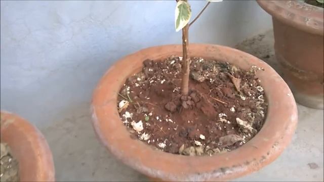 Ficus starlight plant care//Starlight Express Weeping Fig Tree - Ficus benjamina смотреть онлайн