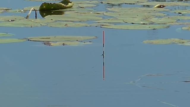 Поплавок крупным планом. За карасём на речку. Ловля крупного карася. Рвут снасти как нитку смотреть онлайн