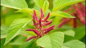Амарант — результаты использования - Amaranth — the results of using