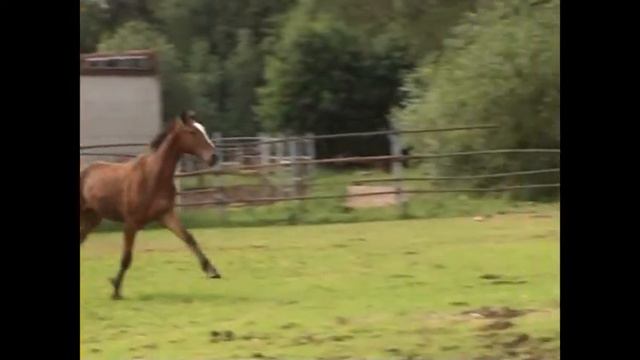 Орловский жеребчик 2016 г.р. Патриот от Раунда и Проездки смотреть онлайн
